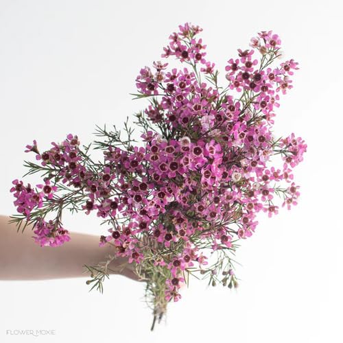 Pink Wax Flower Seeds