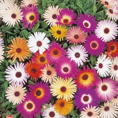 Mesembryanthemum Flower Seeds