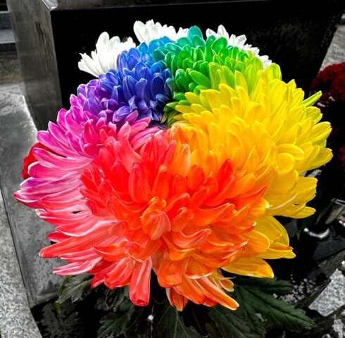 Mixed Chrysanthemum Flower