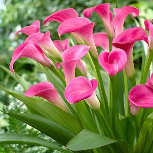Pink Calla Lily Flower Seeds