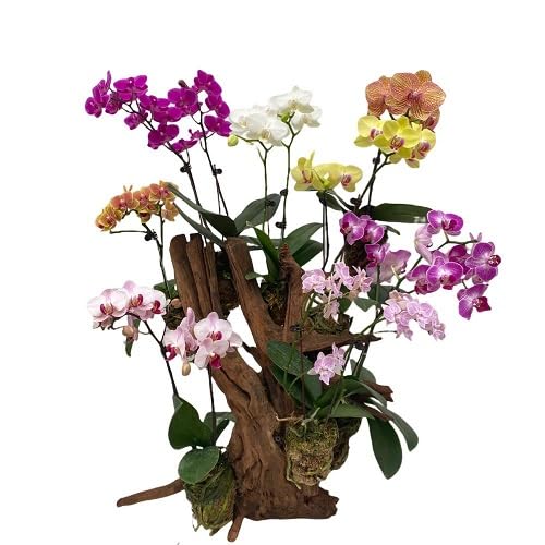 Mix Petunia Flowers Seeds