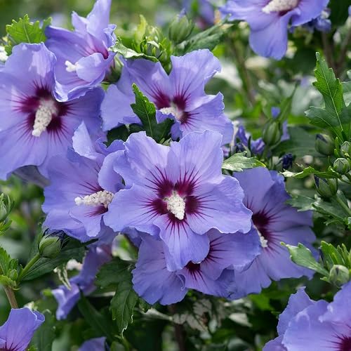 Lilac Flower Seeds