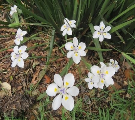 White Pincushion Flower Seeds