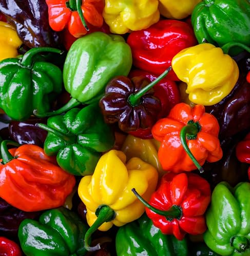 Mixed Pimento Pepper vegetable seeds - Heirloom, Organic, Non Gmo Garden Seeds for kitchen garden planting
