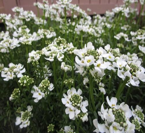White Pincushion Scabious Flower Seeds