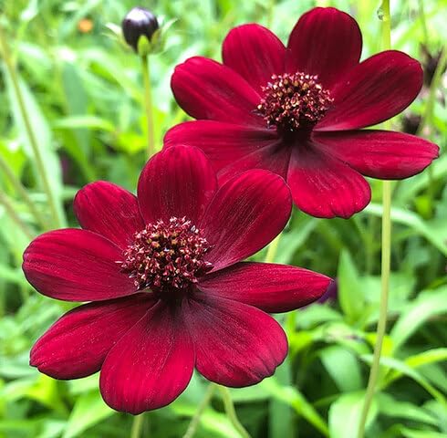 Red cosmosFlower Seeds