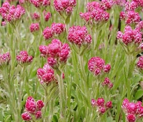 Pink Pussytoes Flower Seeds
