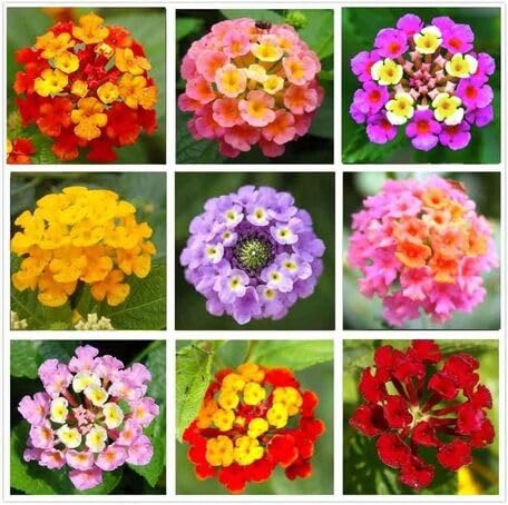 Mixed Lantana Flower Seeds