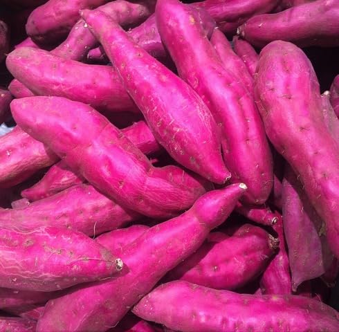pink sweet potato vegetable seeds