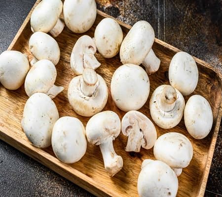 Mushroom vegetable seeds for Home Gardening, Healthy Seasonal Vegetable Planting Premium for kitchen garden planting