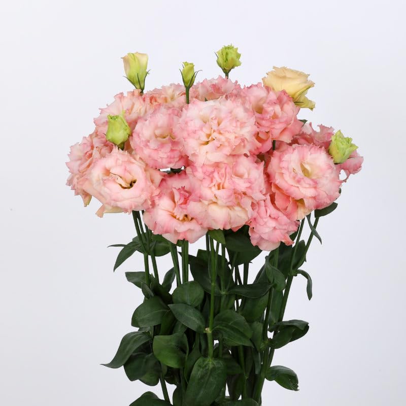 Pink Lisianthus Flower Seeds