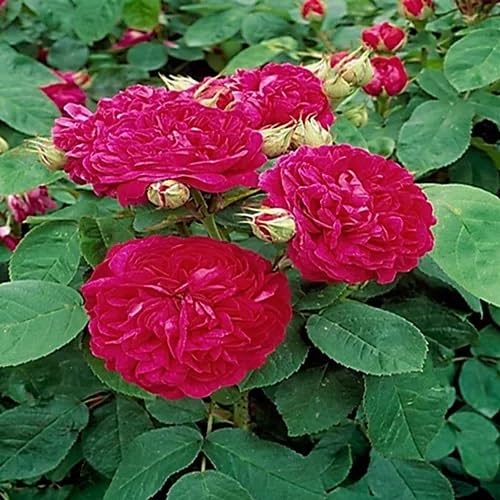 Red Climbing Rose Flower Seeds