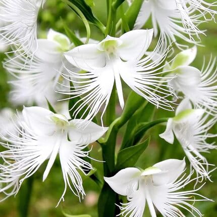 White Clamshell Orchid Flower Seeds