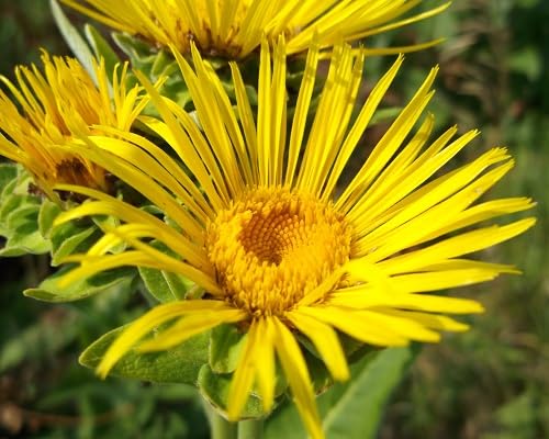 Yellow Elecampane Flower Seeds
