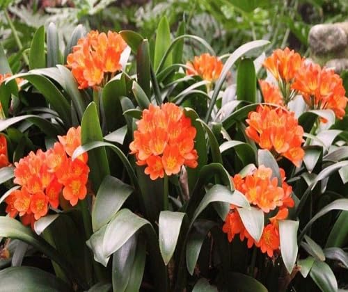 Orange clivia Flower Seeds