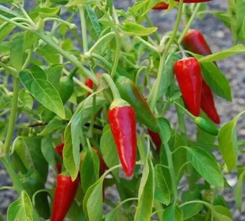 Pepper Red vegetable seeds for Home Gardening, Natural Farm Fresh Gardening Choice for kitchen garden planting