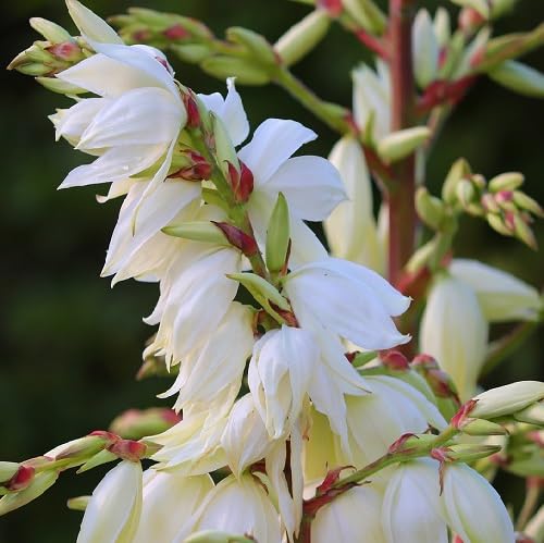 Yucca Flower Seeds