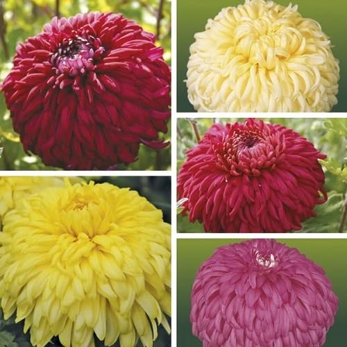 Mixed Chrysanthemum Flowers Seeds