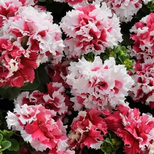Red White Double Petunia Flower Seeds