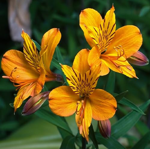 Yellow Alstroemeria Flower Seeds
