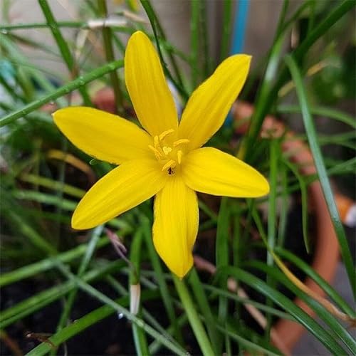 Yellow Zephyranthes Flower Seeds