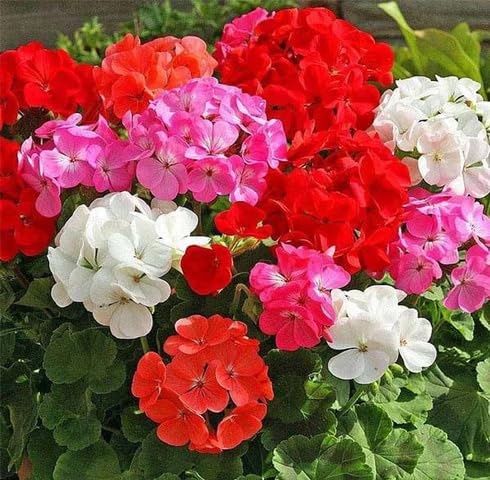Mix Fournieri Flower Seeds
