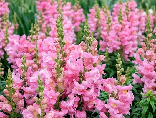 pink snapdragon flower seeds