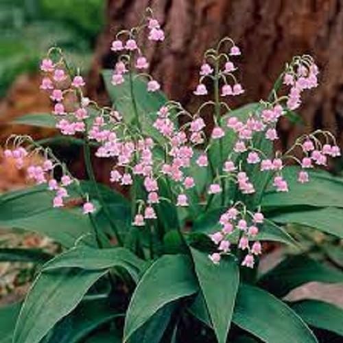 Pink Lily The Valley Flower Seeds