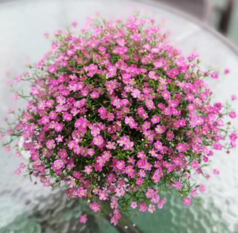 Pink Gypsophila Flower Seeds