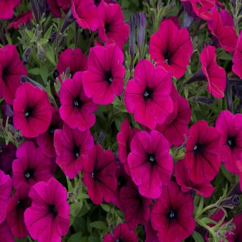 Purple putina Flower Seeds
