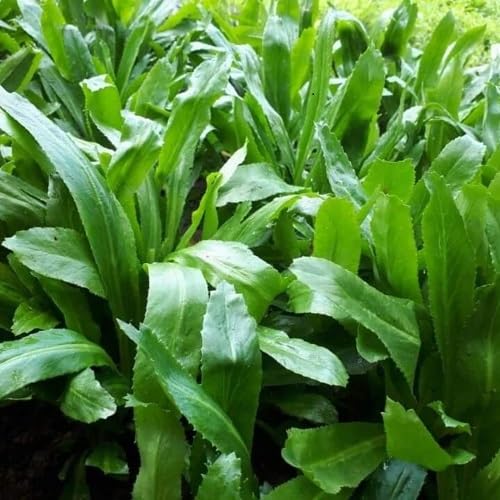 Green Culantro Vegetables Seeds. vegetable seeds - Heirloom, Organic, Non Gmo Garden Seeds for kitchen garden planting