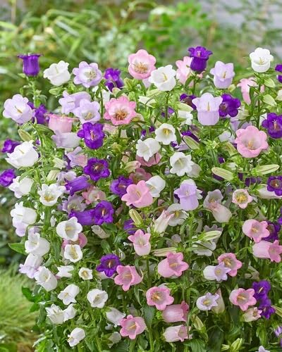 Mixed Campanula Flower Seeds