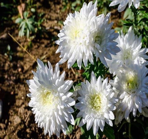 Chrysanthemum Flower Seeds