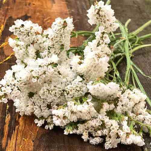White Statice Flower Seeds