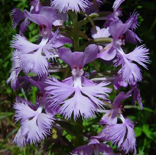 Lavender Platanthera Flower Seeds
