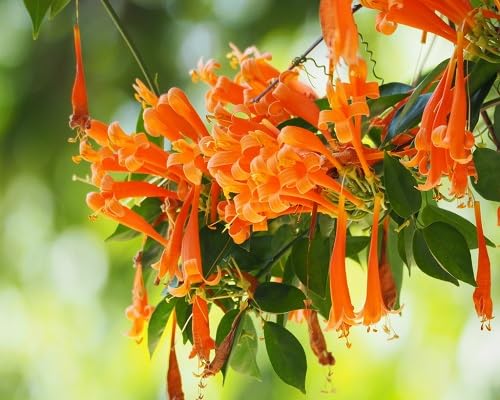 Orange Pyrostegia Venusta Flowers Seeds