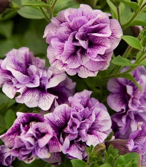 Purple Double Petunia Flower Seeds