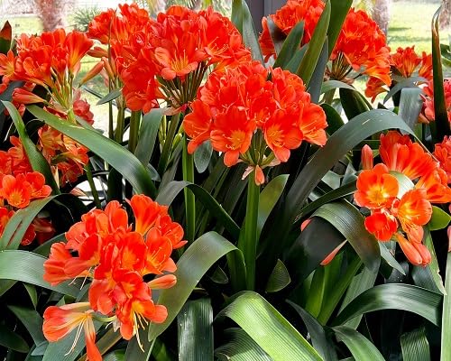 orange clivia flowers seeds