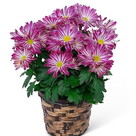 Pink Rare Chrysanthemum Flower Seeds