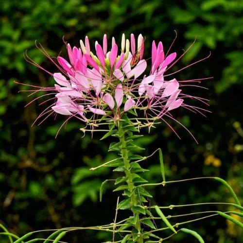 Pink Cleome Flower Seeds
