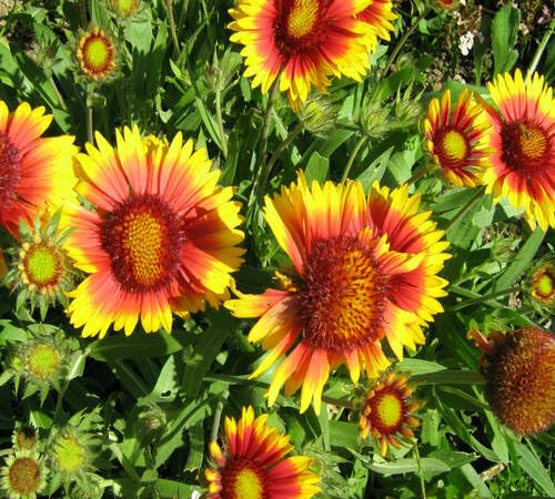 Red Yellow Gaillardia Flower Seeds