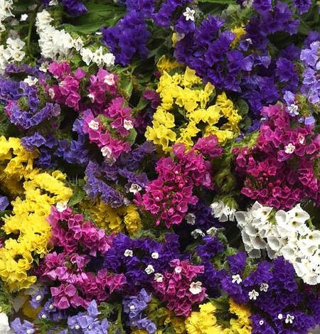 Mixed Statice Flower Seeds