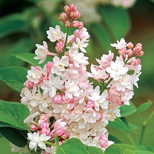 Lilac Flower Seeds