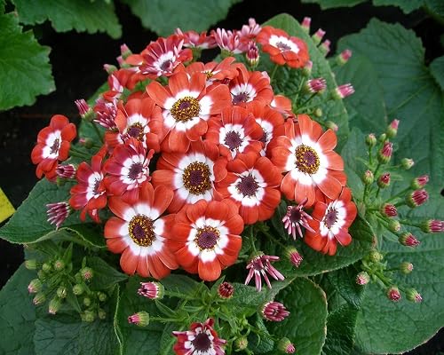 Orange Cineraria Flowers Seeds