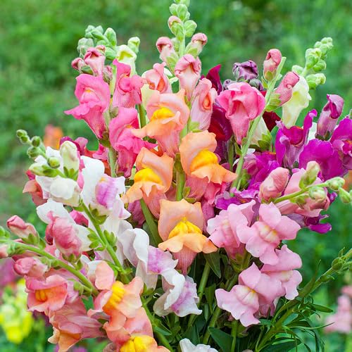mixed snapdragon flower seeds