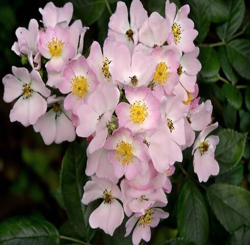 Pink Rosa Multiflora Flower Seeds