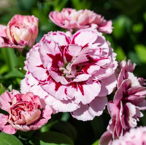 Pink caryophyllus Flower Seeds