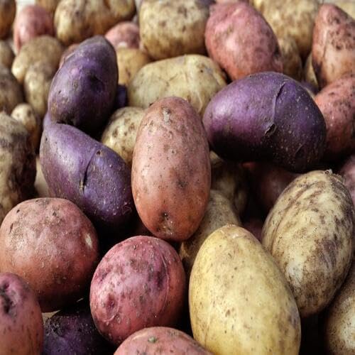 Mixed Potato vegetable seeds for Home Gardening, Premium Kitchen Garden Planting Premium for kitchen garden planting