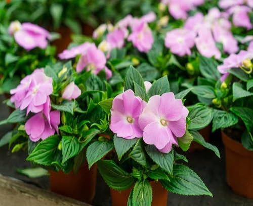 Lavender Impatiens Flower Seeds
