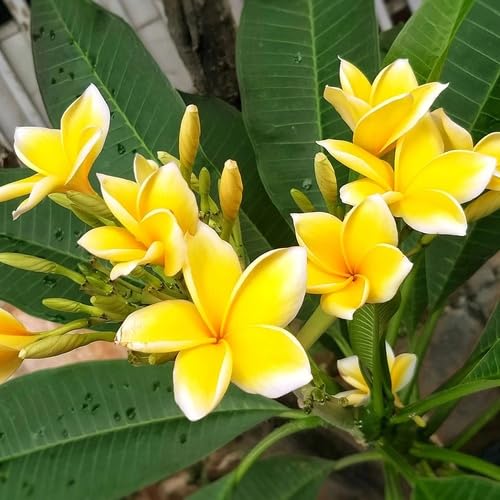 Yellow Plumeria Flower Seeds
